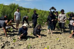 Hijaukan bumi, Astra Motor Kalbar tanam 1000 mangrove