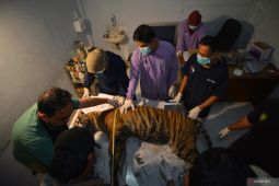 Harimau Sumatera mati terjerat di Agam Sumbar