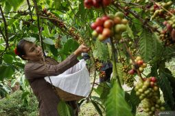 Tradisi wiwit kopi Wonosalam Jombang