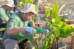 PLN tanam ribuan mangrove di Tanjung Benoa peringati Hari Magrove sedunia