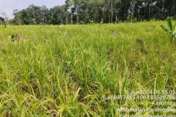 Produksi padi gogo di Lebak pada Januari-Juni 2024 tembus 9.007 ton