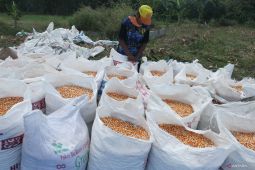 Upaya mengejar target produksi jagung 2024