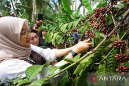 Tim Kemenkumham uji indikasi geografis kopi robusta Banyuwangi