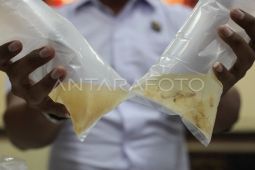 Perdagangan ilegal benih bening lobster