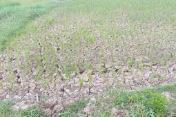 Distan Lebak siapkan pompa di 5 kecamatan yang terancam kekeringan