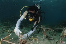 Balai Besar TNTC lakukan transplantasi terumbu karang di Pulau Apimasum