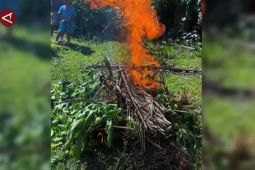 Polisi musnahkan kecubung yang berefek negatif jika dikonsumsi