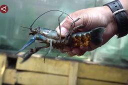 Pendapatan PNBP dari budidaya lobster mencapai Rp3,6 miliar