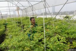 Pemkot Jakarta Timur galakkan "urban farming" untuk ketahanan pangan