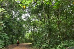 'Sulap' Vale, Tanah Merah Jadi Warisan Hijau