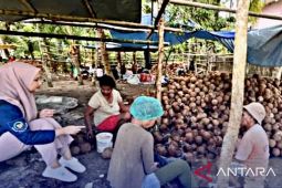 BPPP Ambon latih budi daya rumput laut manfaatkan batok kelapa bagi nelayan