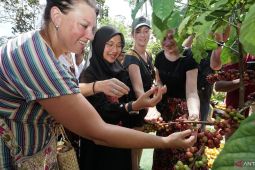 Banyuwangi catat produksi kopi capai 10.600 ton per tahun