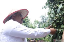 Pj Gubernur Babel panen raya lada di Nyelanding