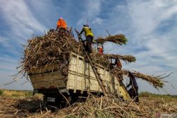Jawa Timur produsen tebu tertinggi nasional