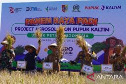 Hasil padi Jember melimpah berkat Program Agrosolution Pupuk Kaltim