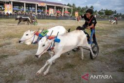 Kompetisi Posilumba Japi di Sigi