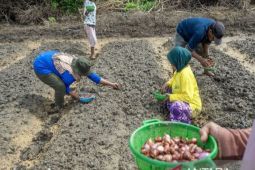 Petani Palu tanam 800 kg bawang merah upaya kendalikan inflasi