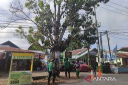 DLH Bengkulu imbau warga waspada antisipasi pohon tumbang