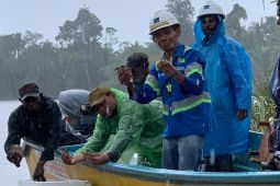 KLHK melepas 4.605 kura-kura moncong babi di Hutan Adat Nayaro Mimika