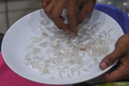 TNI AL gagalkan penyelundupan 60.205 benih lobster