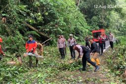 Petugas evakuasi pohon tumbang tutupi jalan lintas Lampung Barat