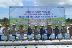 BI inisiasi penggunaan pupuk organik MA-11 untuk tanaman cabai di Manokwari