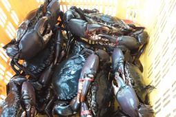 Kepiting bakau Belitung tembus pasar Singapura