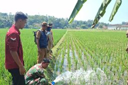 Cegah gagal panen, Brigade Distan Lebak pasang pompa air
