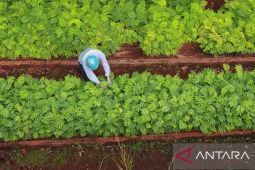 Antam tanam 60.000 bibit pohon mangrove pada 2024 kerja sama dengan karang taruna