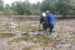 PT Timah tanam 2.500 mangrove cegah abrasi di Pantai Gemuruh
