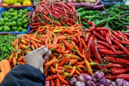 Harga cabai rawit turun jadi Rp59.870 per kg dan harga beras SPHP stabil
