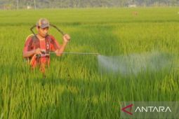 Produksi padi di Karawang kini kembali normal setelah sempat turun akibat hama