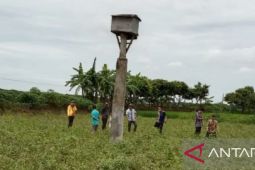 Basmi serangan tikus di sawah dengan mengundang burung hantu