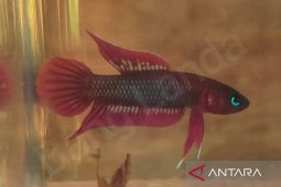 Pelestarian "tempalak mirah": Ikan khas Bangka Selatan terdaftar sebagai KIK