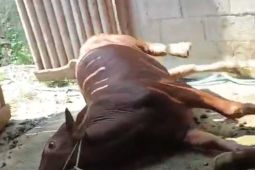 Sapi mati mendadak, Puskeswan RPH Kota Batu ambil sampel organ