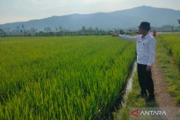 Distankan: Sebanyak 250 hektare sawah di Rejang Lebong diasuransikan
