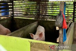 Kalbar berupaya kembali jadi sentra peternakan babi