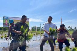 Pemkab Kubu Raya lakukan pembinaan untuk tingkatkan produksi beras