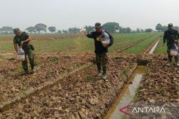 Kodim 0509/Kabupaten Bekasi tabur dolomit dan fosfat di lahan urban farming