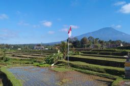 Cara petani di Tabanan berhemat air dan bertani organik
