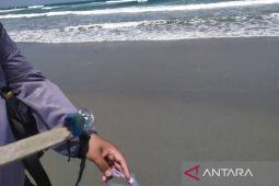 Wisatawan diminta waspadai sengatan ubur-ubur di kawasan pantai Gunungkidul