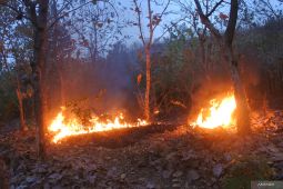 Kebakaran hutan jati Perhutani