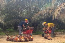 Dinas TPHP tetapkan harga jual TBS di Bengkulu Rp2.600 per kg