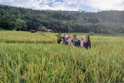 TPL gandeng BPSIP Sumut bantu wujudkan Indonesia lumbung padi di Tapsel