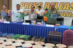 Polisi bongkar perdagangan 187 ekor cucak hijau yang dilindungi