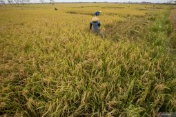 Bulog harapkan realisasi 1,2 juta ton beras impor sebelum Desember