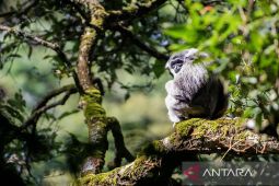 Pemantauan habitat Owa Jawa di Pegunungan Puntang