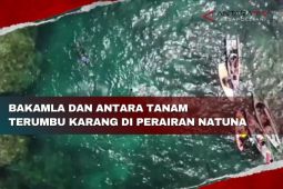 Bakamla dan Antara tanam terumbu karang di perairan Natuna