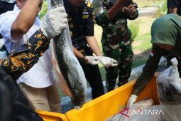 Jumlah ekspor di PLBN Badau meningkat 55,40 persen