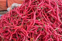 Karena musim panen, harga cabai di Lebak alami penurunan